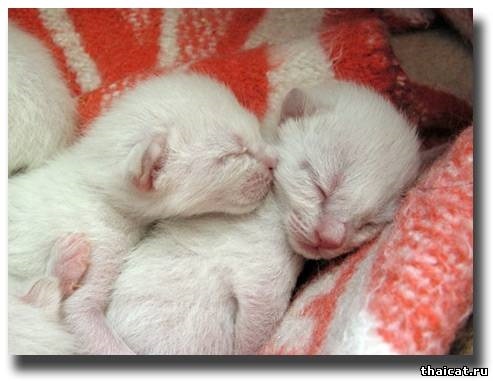 Картинки новорожденные котята015