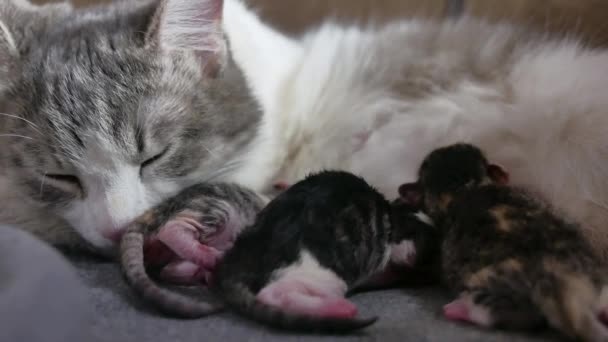 Картинки новорожденные котята018
