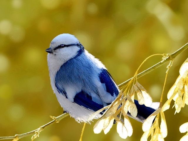 Картинки птицы из синей грудкой 011