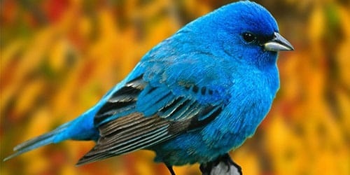 Картинки птицы из синей грудкой 021