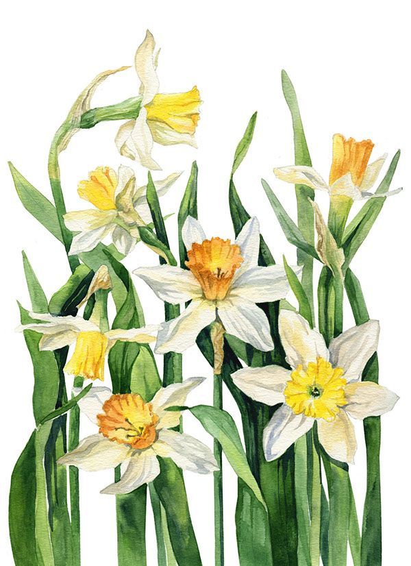 Картины акварелью цветы   милые рисунки (1)