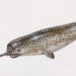 Фото морское животное с рогом на лбу 019