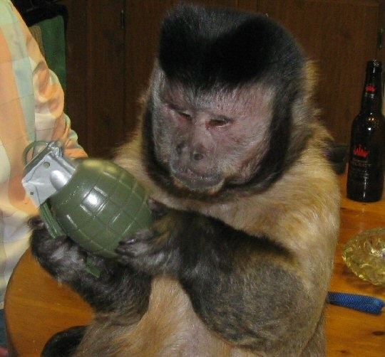 обезьяна с гранатой картинка001