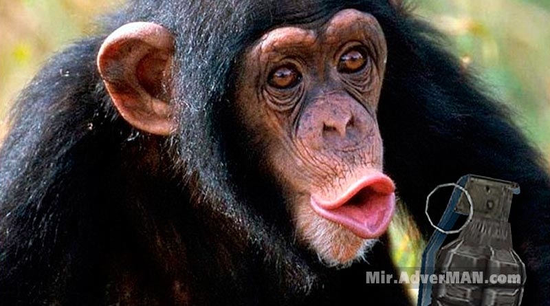 обезьяна с гранатой картинка018