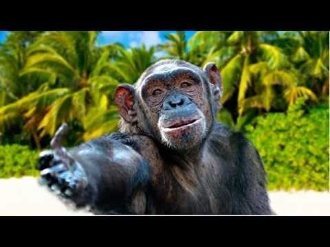 обезьяны с днем рождения картинки022
