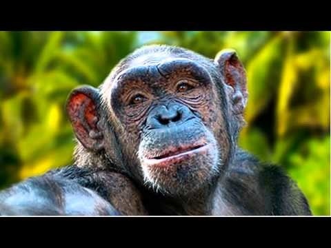 обезьяны с днем рождения картинки023