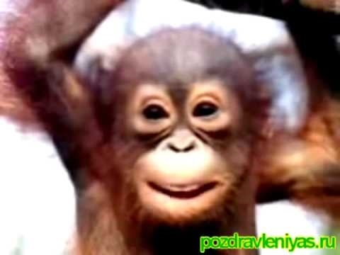обезьяны с днем рождения картинки024