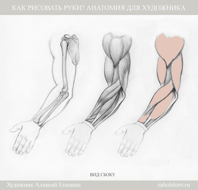 Рука человека рисунок анатомия