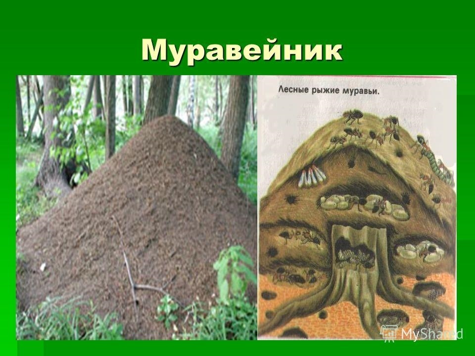 Картинка муравейника внутри