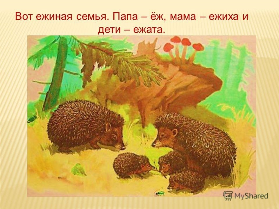 Рисунок ежиха с ежатами