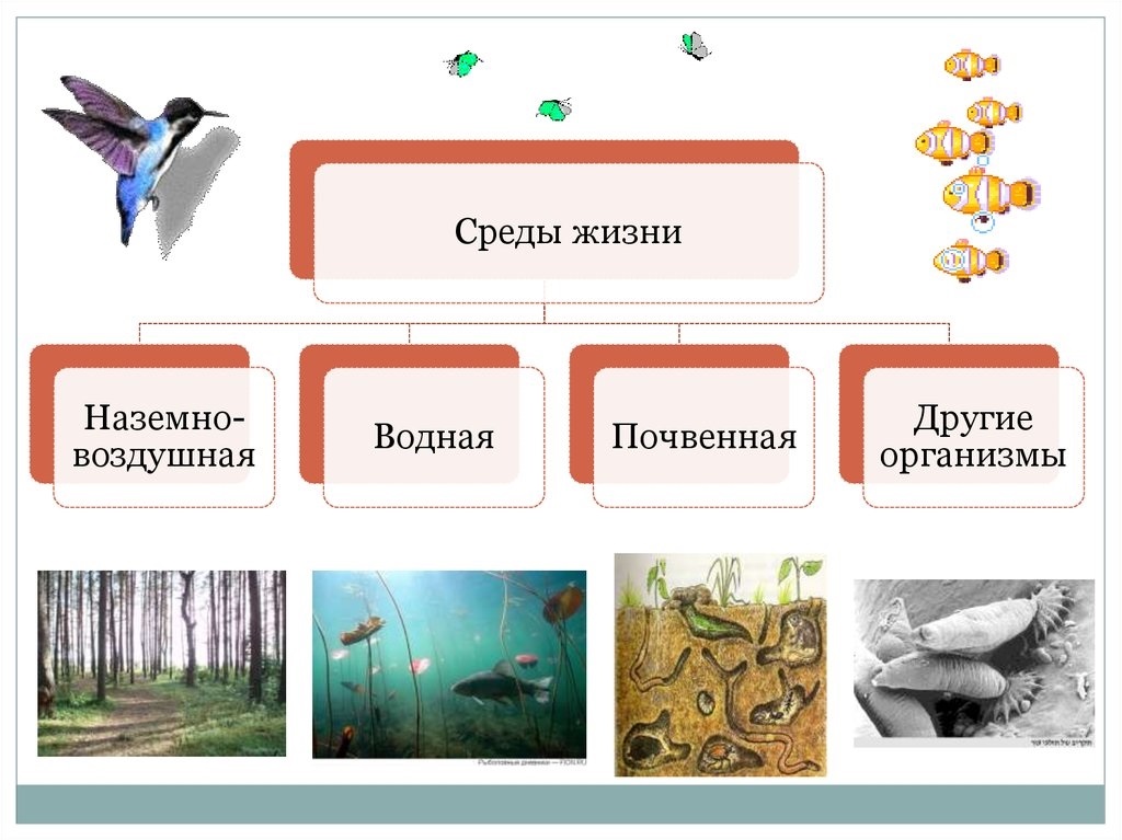 Схема среда обитания организмов