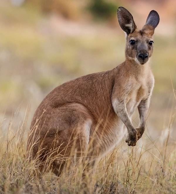 Длинноухий кенгуру фото