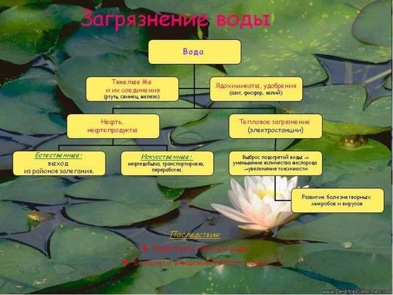 Экологические проблемы в пресных водах. Источники загрязнения пресной воды. Влияние человека на пресные воды. Окружающая среда пресноводного водоема. Экологические проблемы пресных вод.