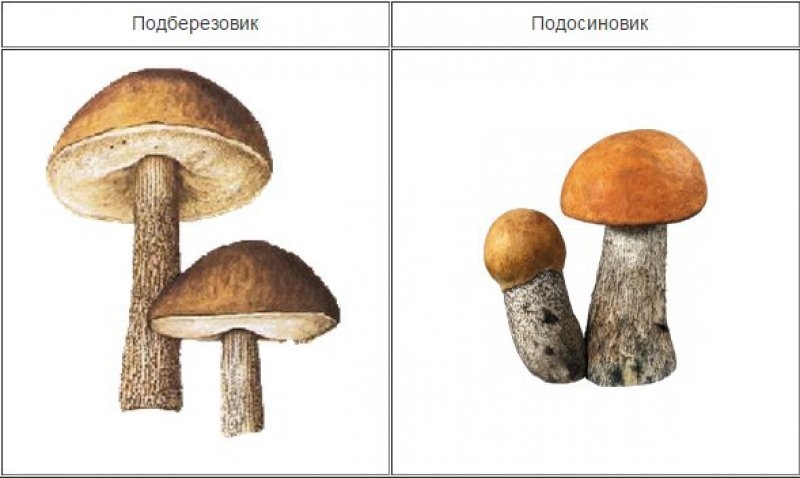 Подосиновик гриб яркий стройный схема