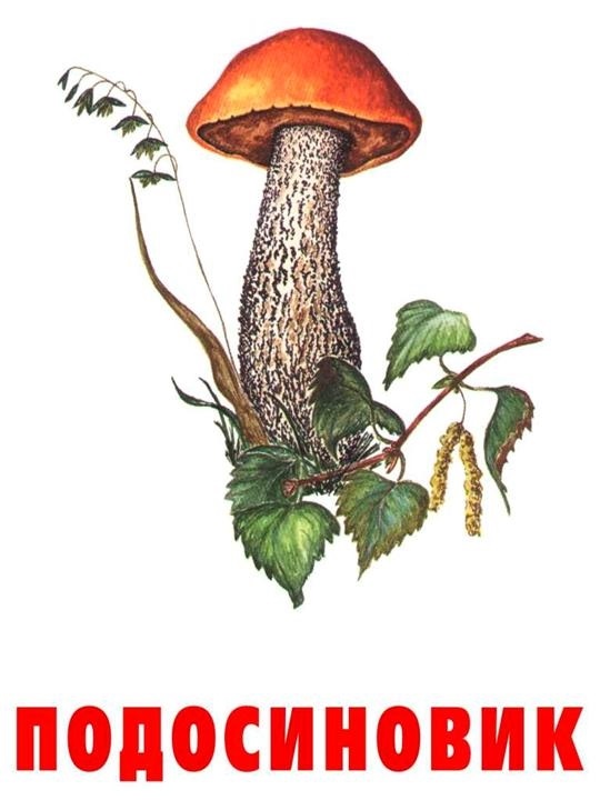 Подосиновик гриб нарисовать