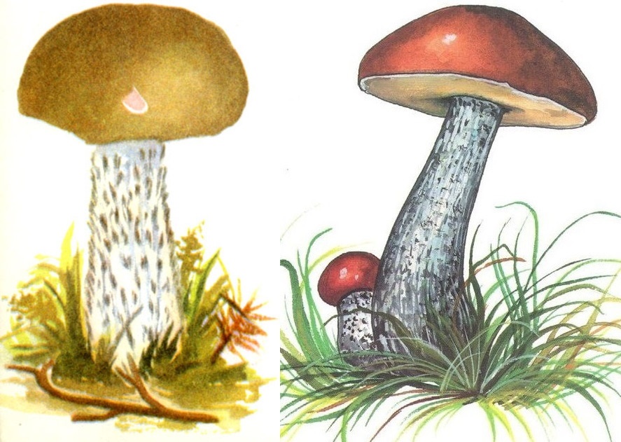 Подосиновик гриб яркий стройный схема