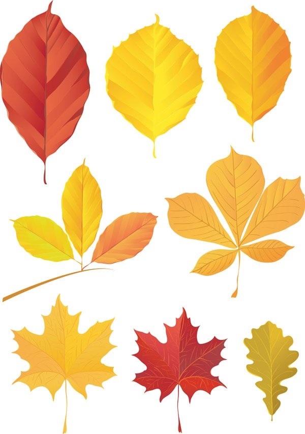 Листья Деревьев Осенью Фото И Названия