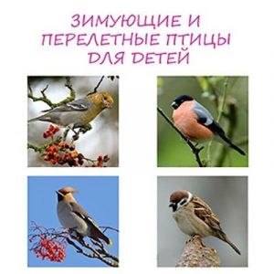 Птицы зимующие в беларуси фото и название