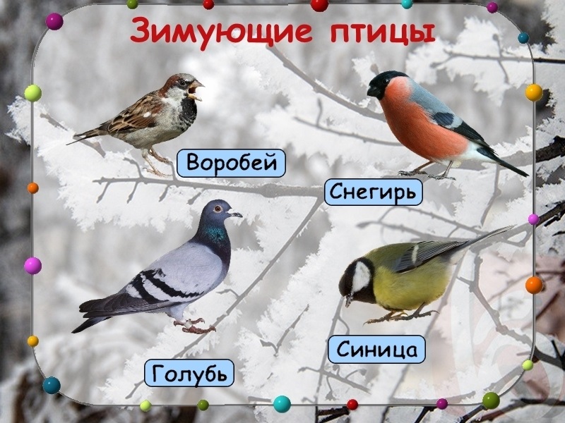 Зимующие птицы беларуси фото 021