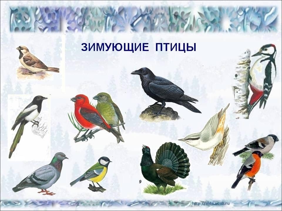 Картинки перелетных птиц урала 021