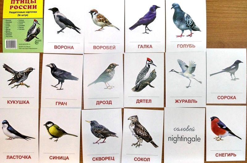 Карточки птиц для детей 002