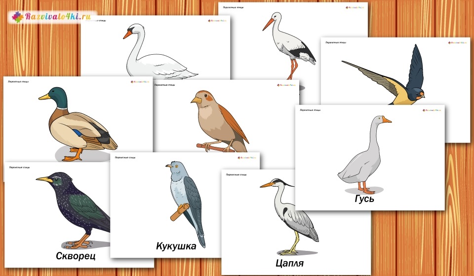 Карточки птиц для детей 006