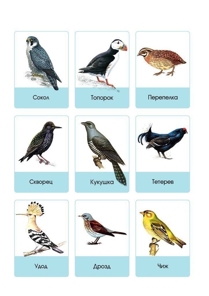 Карточки птиц для детей 007