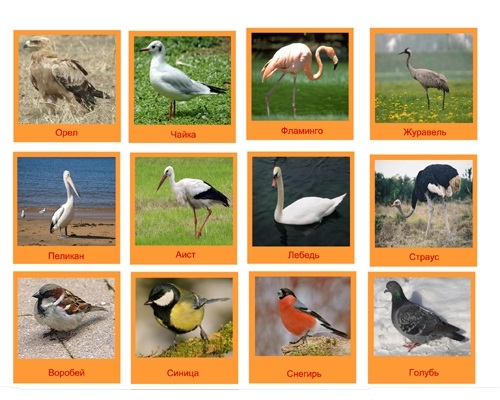 Карточки птиц для детей 010