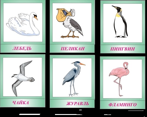 Карточки птиц для детей 016