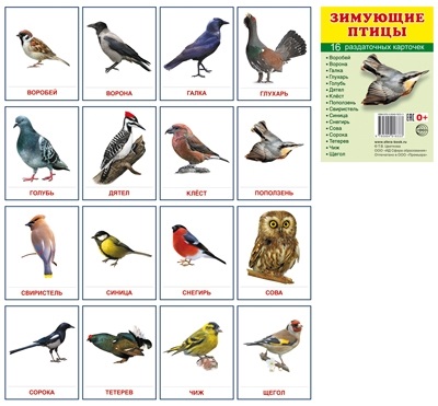 Карточки птиц для детей 018