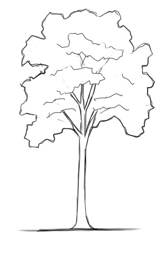 Контур дерева рисунок 020