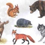 Лесные дикие животные картинки для детей 003