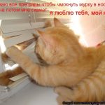 Мой котик картинки для любимого 017