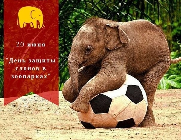 Открытки на Всемирный день защиты слонов 017