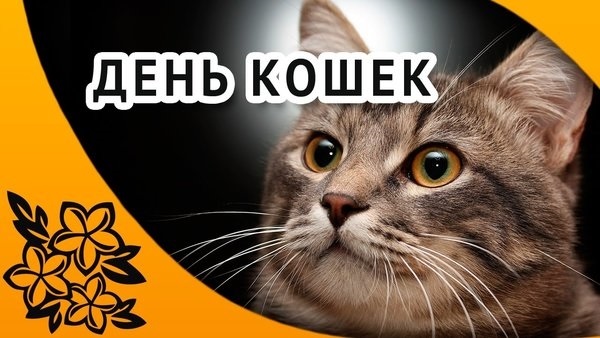 Открытки на Всемирный день кошек 016