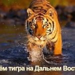 Открытки на День тигра на Дальнем Востоке 002