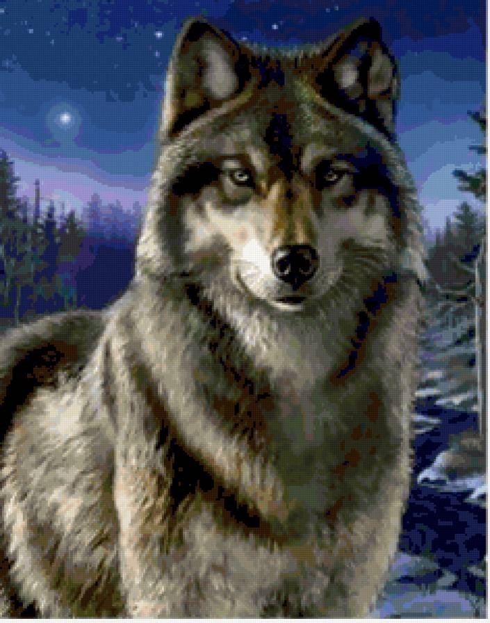 Скачать бесплатно красивые картинки с волками 002