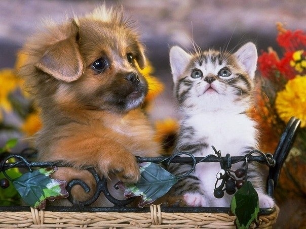 Смешные картинки с щенками и котятами 021