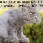 Смешные фото про котов с надписями 017