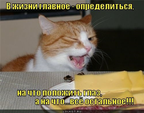 Смешные фото про кошек с надписями 004