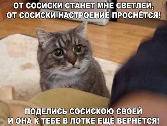 Смешные фото про кошек с надписями 007