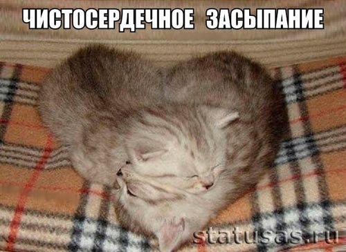 Смешные фото про кошек с надписями 011