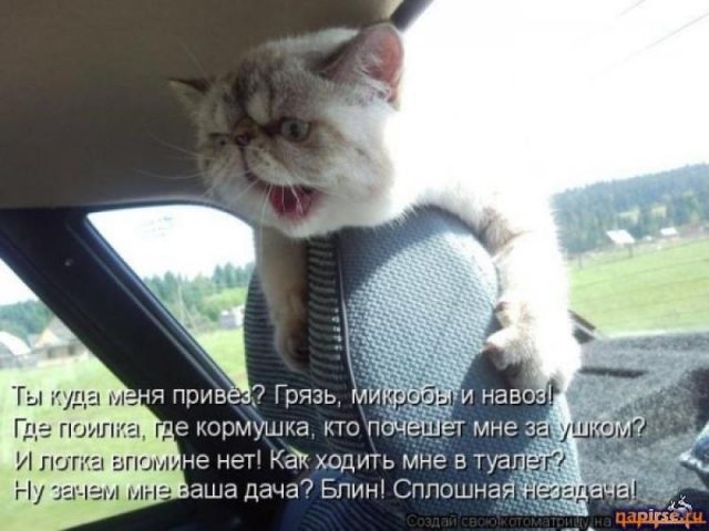 Смешные фото про кошек с надписями 013