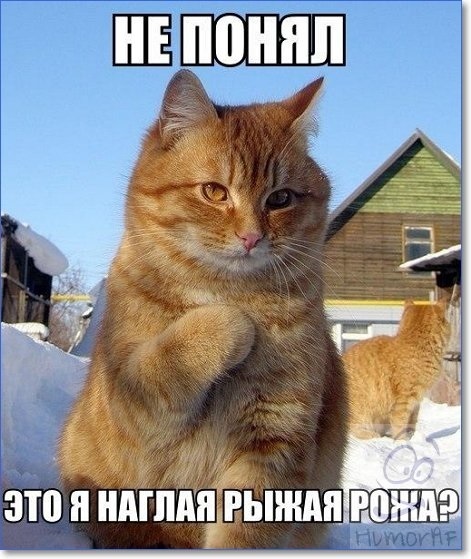 Смешные фото про кошек с надписями 018