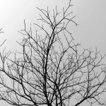 Черно белые деревья картинки 015