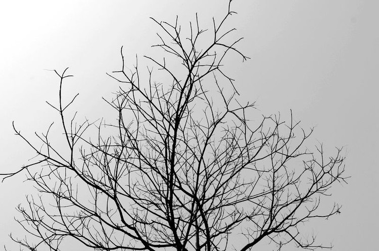 Черно белые деревья картинки 015