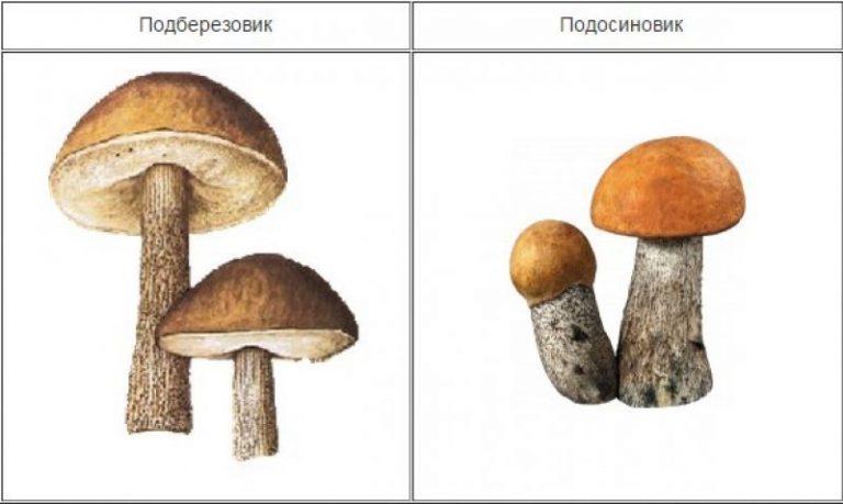 Подосиновик гриб картинка для детей