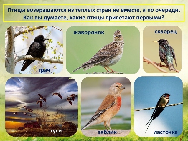 Какие птицы прилетают в наши края первыми. Какие птицы перелетают. Какие птицы прилетают весной. Какие птицы прилетают весной первыми. Птицы прилетают в теплые края.
