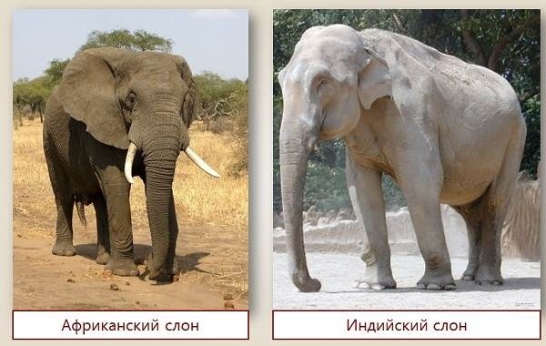 Индийский слон фото и африканский слон сравнение