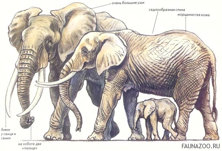Чем отличается индийский слон от африканского 1. Хоботные индийский слон. Африканский слон. Строение слона. Африканский слон (самка).